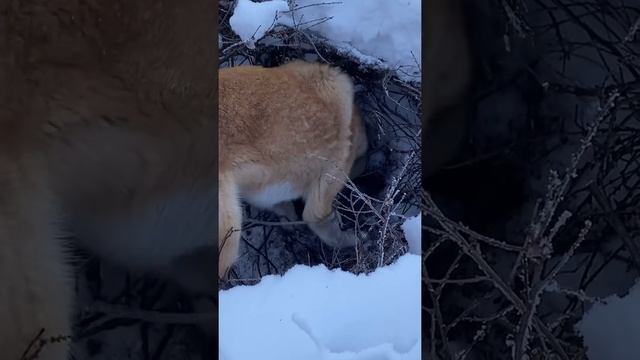 Охота с лайкой на выдру смотреть онлайн
