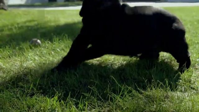 Purina® PRO PLAN® - O Mundo Incrível do Seu Cão смотреть онлайн