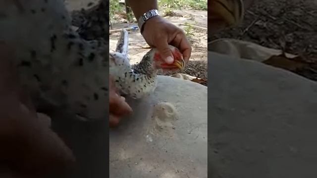 Remoção da Pivite смотреть онлайн