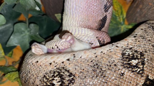 boa constrictor смотреть онлайн