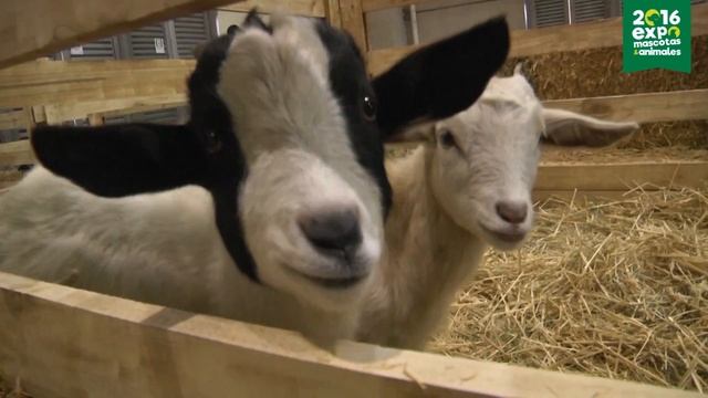 expomascotas 2016 смотреть онлайн