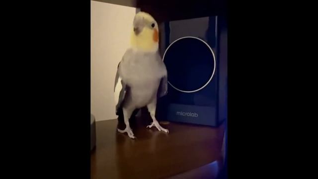 Танцующая корелла