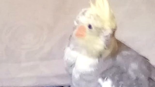 Кеша кушает постельное бельё!! смотреть онлайн