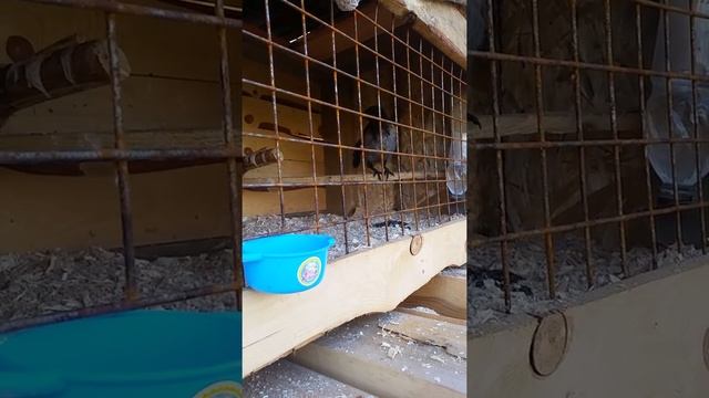 Содержание ворона смотреть онлайн