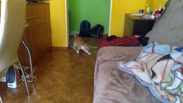 Смотреть всем, кот приносит добычу))) смотреть онлайн