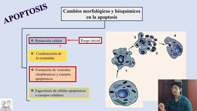 CAPÍTULO 2 Robbins: APOPTOSIS (Causas fisio y 🦆, cambios morfológicos-bioquímicos y correlaciones) смотреть онлайн