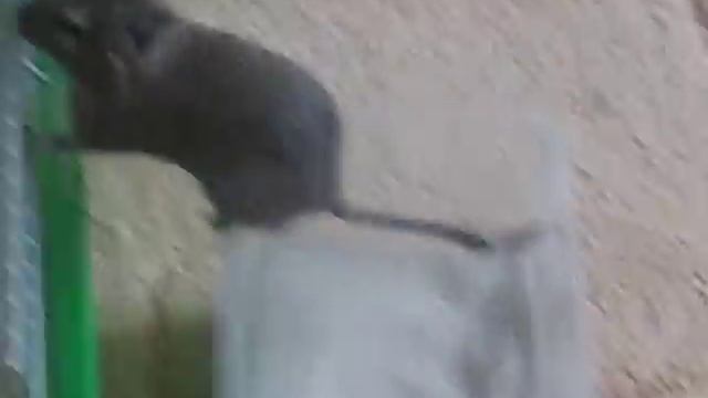 Дегу Ксюша купается смотреть онлайн