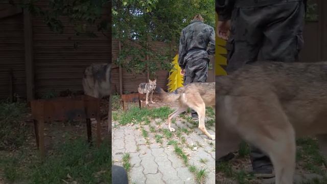 В гостях в доме волка! Продолжение смотреть онлайн