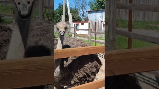 Страусиная ферма. Чикча. #nature #farm #ostrich смотреть онлайн