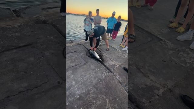 A 32-pound salmon from Lake Michigan, July 28, 2022 смотреть онлайн