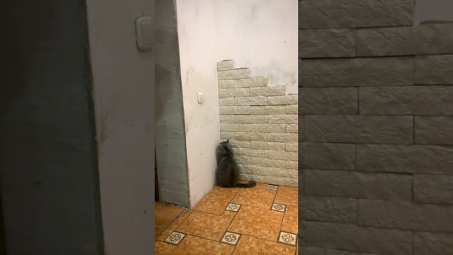 Такого вы еще не видели - Кот наказан и стоит в углу. смотреть онлайн