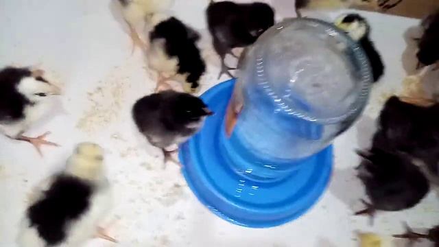 У нас пополнение!! смотреть онлайн
