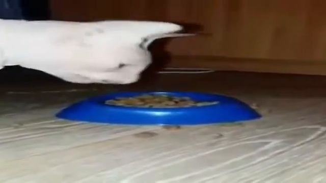 Мой кот кушает смотреть онлайн