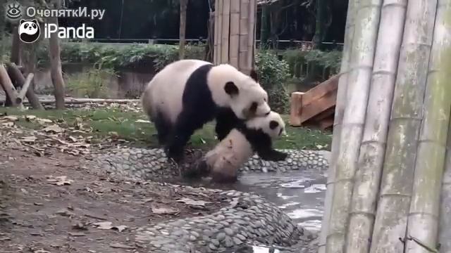 Panda купает своего ребенка смотреть онлайн