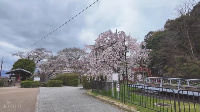 April 4, 2024 🌸 Walking through Cherry Blossoms at Keage Incline【4K】 смотреть онлайн