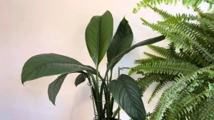 Спатифиллум Сенсация , мой уход #спатифиллум #спатифиллумсенсация