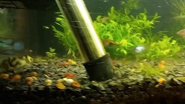 Pielęgnice Acara Akara Electric Blue / Andinoacara pulcher [HD] [HQ] Projekt Akwarium смотреть онлайн
