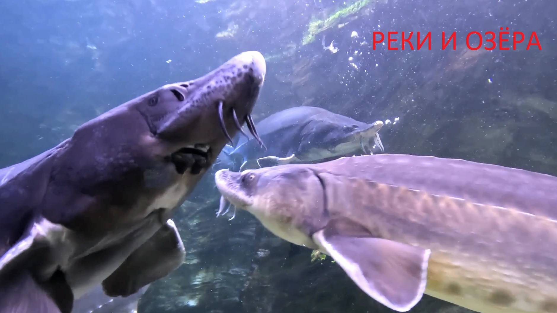 Московский океанариум.  Реки и озёра