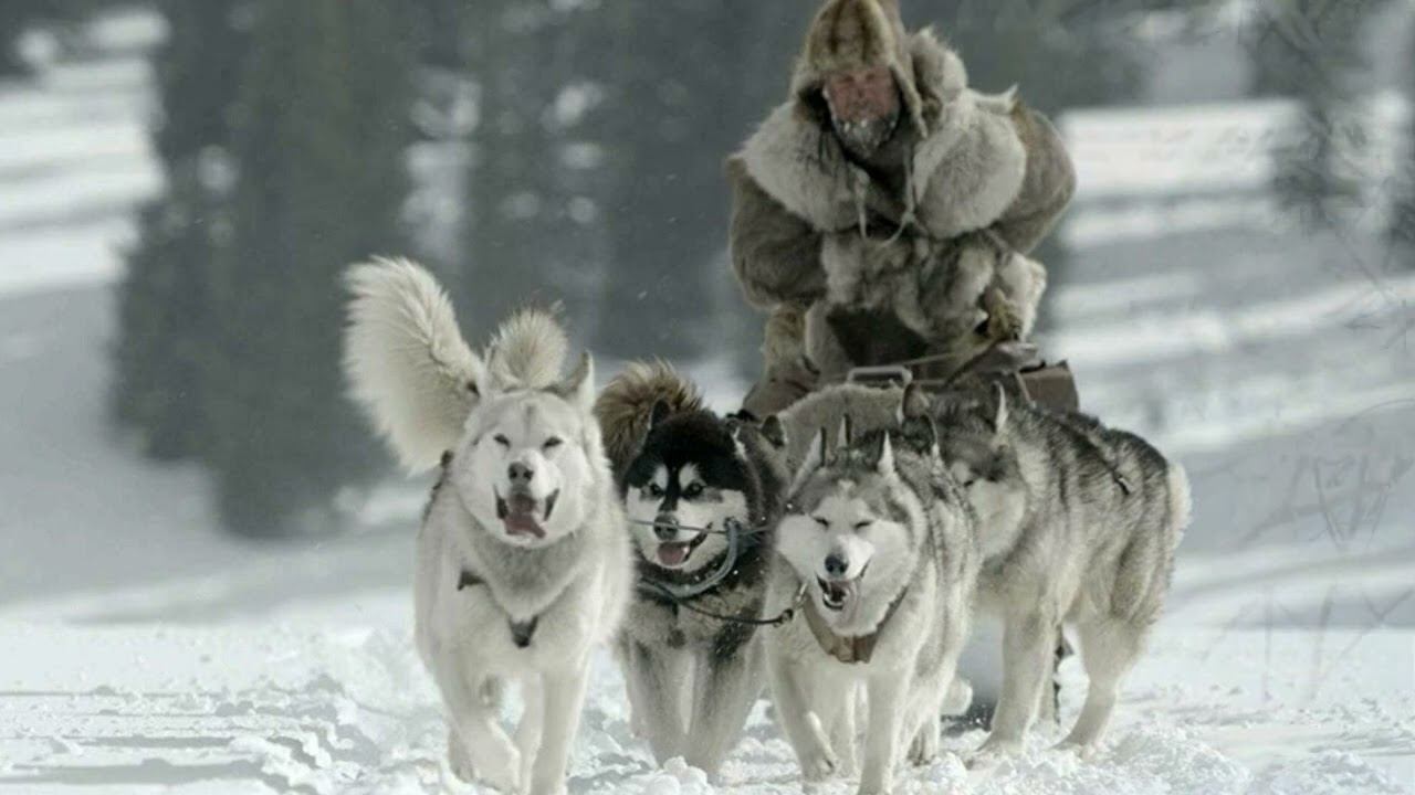 Рассказ «Напрасная тревога» из книги В. К. Арсеньева «Встречи в тайге». Читает Станислав Федосов. смотреть онлайн