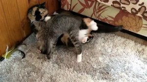 Маленькая хозяйка большого дома😸