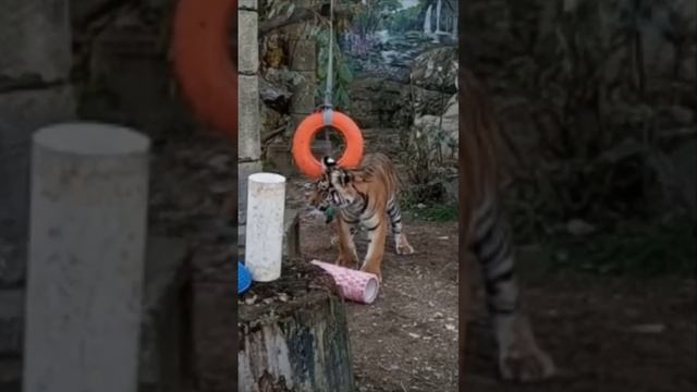 Батькин подарок. Тигрица СИМОЧКА из Тайгана. #тайган #олегзубков #зоопарк #тигрёнок #shortvideo смотреть онлайн