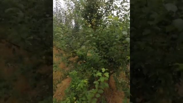 Алыча смотреть онлайн