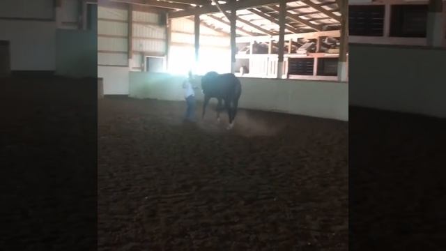 2015 congress champion (All The Chrome ) смотреть онлайн