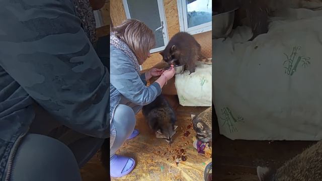 #ямыилюша #помощьбездомнымживотным #raccoon #анапа #море #гости смотреть онлайн