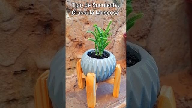 Tipos de Suculentas: Crassula Muscosa en Maceta de Cemento con Base de Madera смотреть онлайн