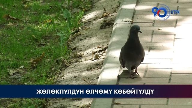 Социалдык жөлөкпулдун өлчөмү көбөйтүлдү смотреть онлайн