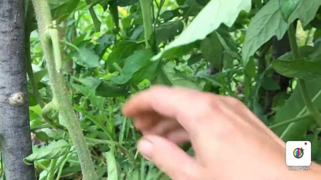 Как помочь томатам быстрее созреть смотреть онлайн