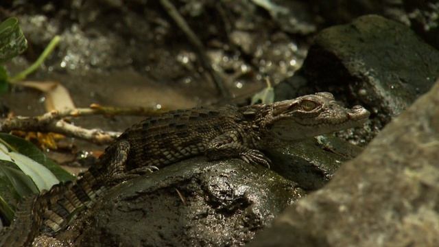 HUGE Mugger Crocodile - up close with the 'Water Monster' смотреть онлайн