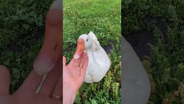 Ручная Гусыня Белянка 🦆 смотреть онлайн