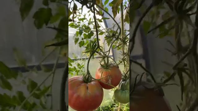 Томаты Андреевский сюрприз