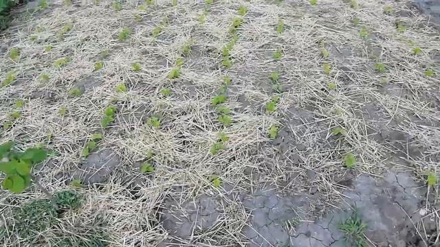 Перші сходи ведмежого горіха супер результат смотреть онлайн