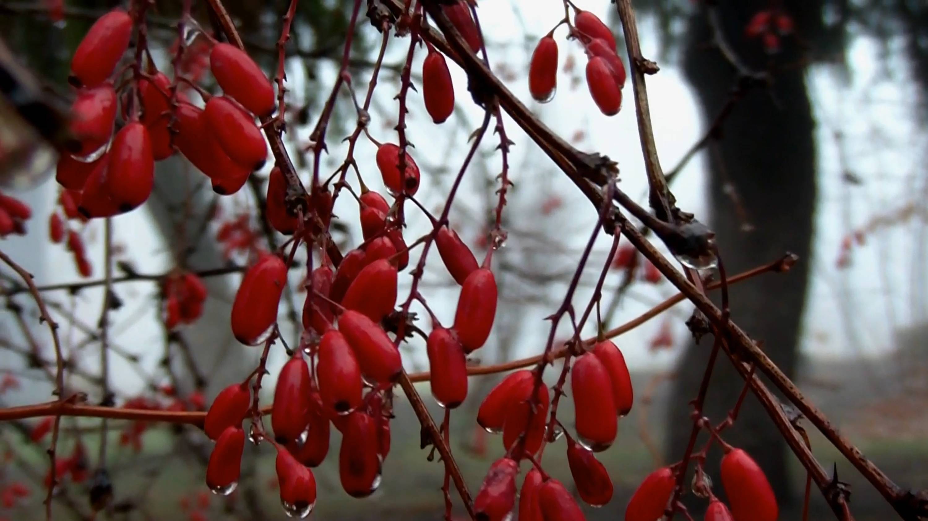 Туман ночной _ Суходольск ЛНР 2024.