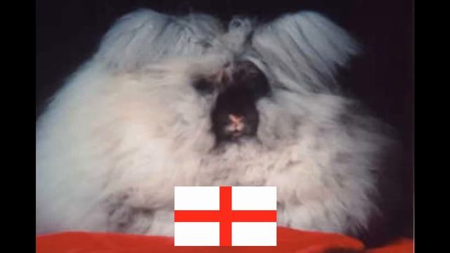 Angora Rabbits - FREAKY ANIMAL TIME! смотреть онлайн