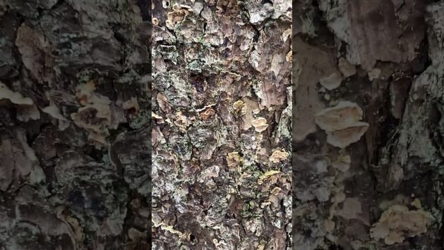 Some #fungi is disguise смотреть онлайн