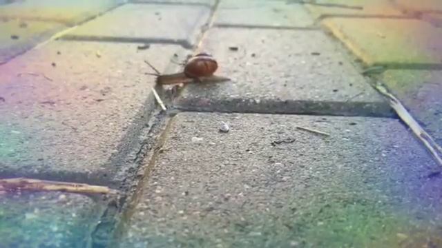 Улитка 🐌 после дождя. Типичный питер. Питерская улитка.... смотреть онлайн