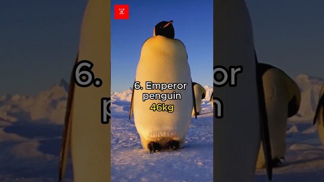 Top 10 biggest birds in the world смотреть онлайн
