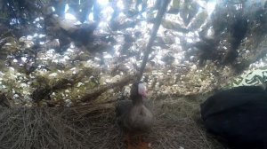 Весенняя охота на гуся 2023!гусиная охота на разливах