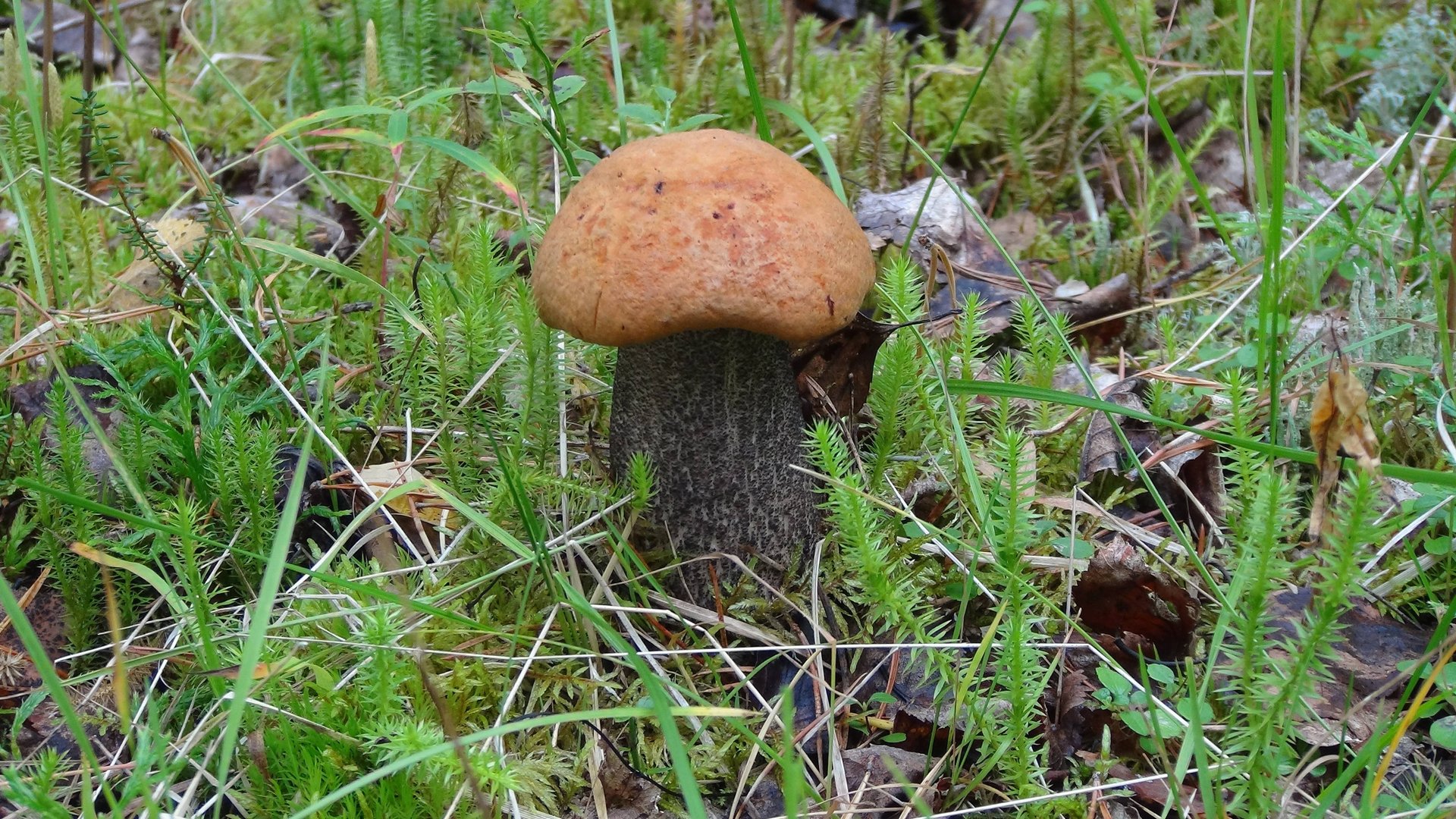 Знакомство с Карелией по-семейному Навстречу приключениям Часть 3 смотреть онлайн