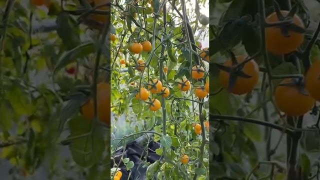 Томаты Желтая вишня