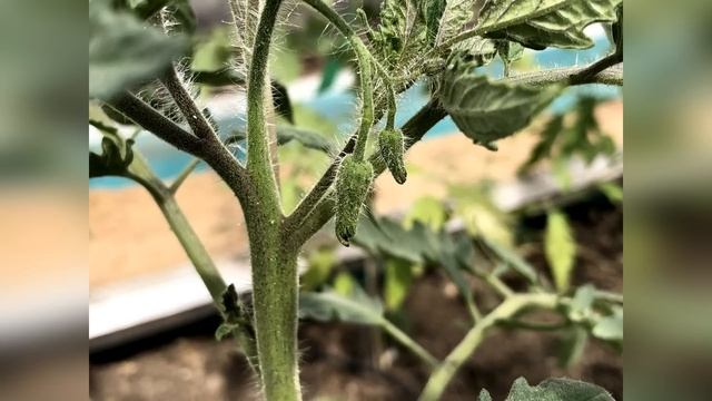 ПРОВЕРЕННАЯ СХЕМА ПОДКОРМКИ ТОМАТОВ НА ВЕСЬ СЕЗОН смотреть онлайн