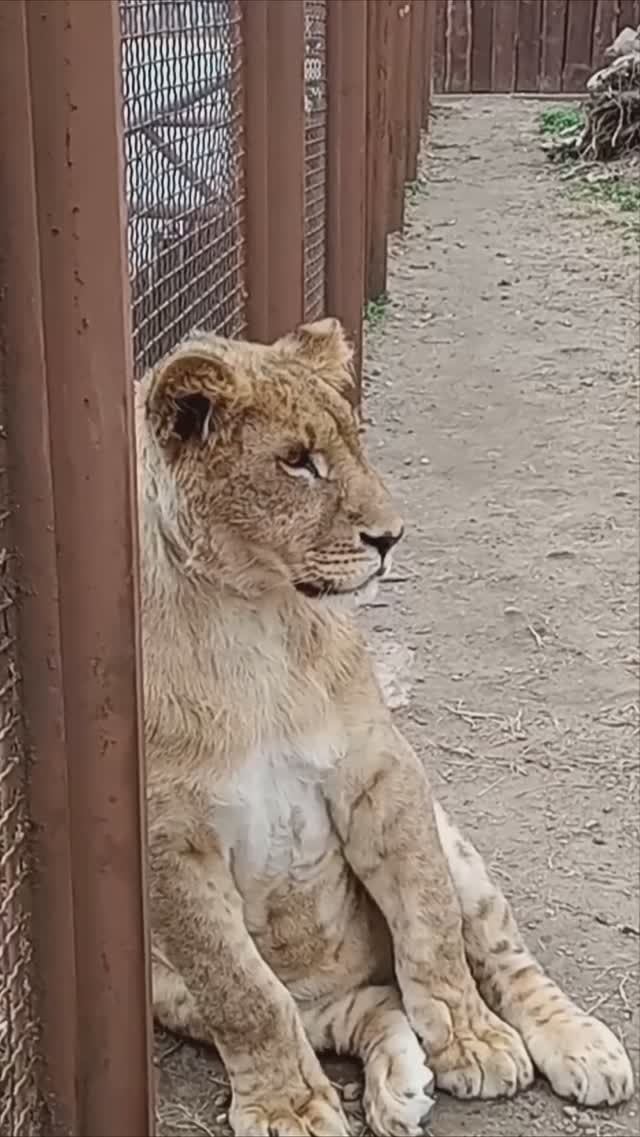 Я красиво так сижу. ШЕРХАН - модель. #тайган #олегзубков #шерхан #зоопарк #минск #shortvideo смотреть онлайн