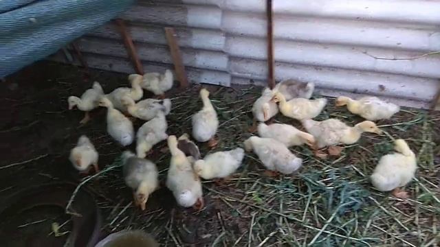 Гуси 2 недели смотреть онлайн