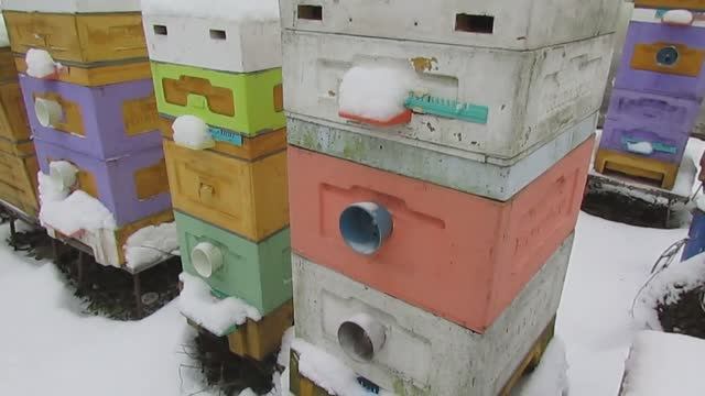 гибнут пчелы в декабре, вылетают на улицу и замерзают - ответы на вопросы 10.12.2024 смотреть онлайн