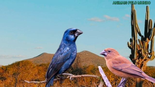 Azulões: Os Maestros da Melodia na Natureza! Prepare-se para se Encantar! смотреть онлайн