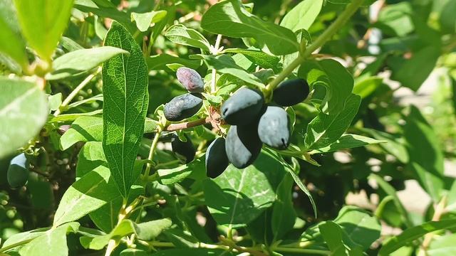 Жимолость съедобная и её польза для человека смотреть онлайн