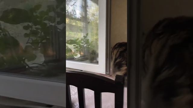 Птички чирикают, Мейнкуны счастливы смотреть онлайн